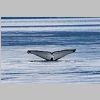 2017_06_03_1388_Telegraph_Cove-Whale_Watching_Tour_IMG_0462_72dpi.jpg